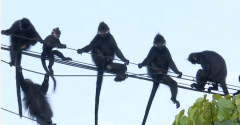 国家一级保护动物黑叶猴，贵州这里就生